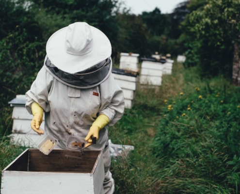 Bee Keeper - apiary